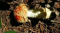 Amanita muscaria image