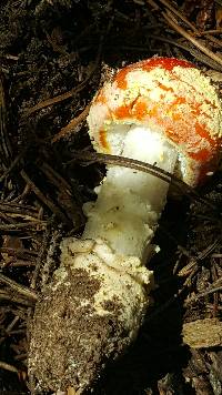 Amanita muscaria image