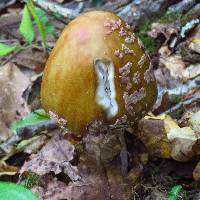 Amanita amerirubescens image