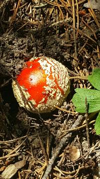 Amanita muscaria image