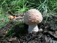 Amanita muscaria image