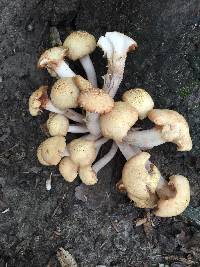 Armillaria tabescens image