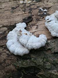 Schizophyllum commune image