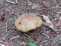 Amanita amerirubescens image