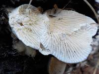 Lenzites betulina image