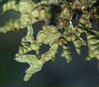 Pseudocyphellaria billardierei image