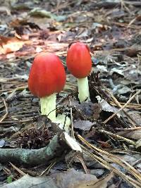 Amanita caesarea image