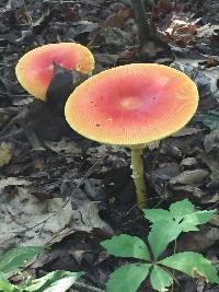 Amanita caesarea image