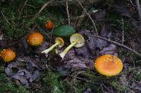 Amanita flavoconia image