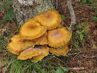 Armillaria mellea image