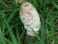 Coprinus comatus image