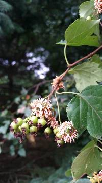 Gymnosporangium globosum image