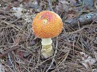 Amanita muscaria image