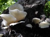 Image of Pleurotus djamor