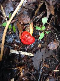 Leratiomyces erythrocephalus image