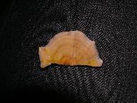 Stereum versicolor image
