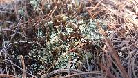 Cladonia fimbriata image