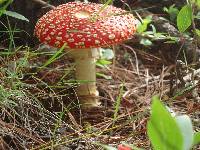 Amanita muscaria image