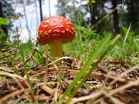 Amanita muscaria image