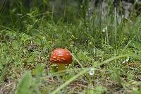 Amanita muscaria image