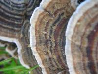 Trametes versicolor image