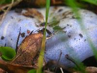 Lactarius indigo image