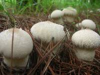 Lycoperdon perlatum image