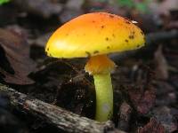 Amanita flavoconia image