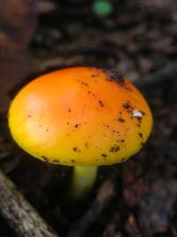 Amanita flavoconia image