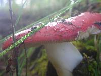 Russula silvicola image