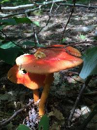 Amanita jacksonii image