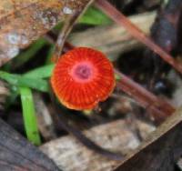 Mycena viscidocruenta image