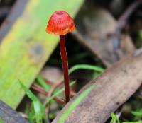 Mycena viscidocruenta image