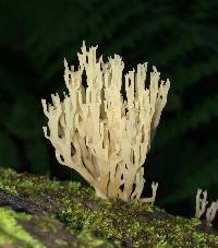 Artomyces pyxidatus image