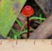 Mycena viscidocruenta image