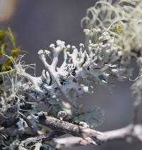 Hypogymnia tubulosa image