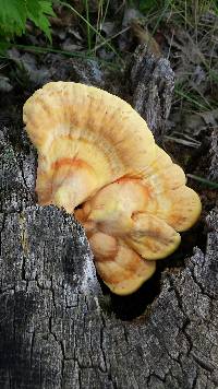 Laetiporus sulphureus image