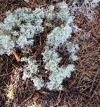 Cladonia rangiferina image