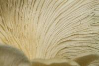 Pleurotus djamor image