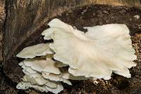 Pleurotus djamor image