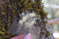 Usnea intermedia image