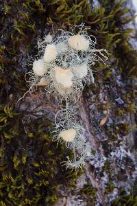 Usnea intermedia image