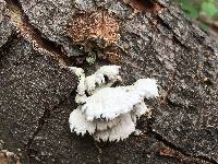 Schizophyllum commune image