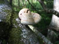 Piptoporus betulinus image