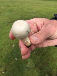 Agaricus campestris image