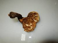 Polyporus squamosus image