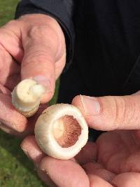 Agaricus campestris image