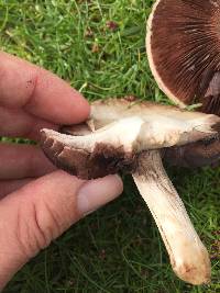 Agaricus campestris image