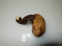Polyporus squamosus image