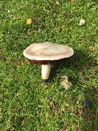 Agaricus campestris image